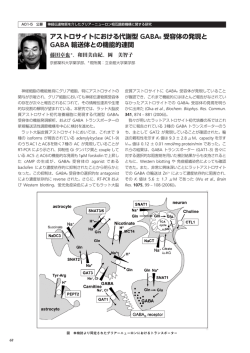 アストロサイトにおける代謝型 GABAB 受容体の発現と GABA 輸送体と