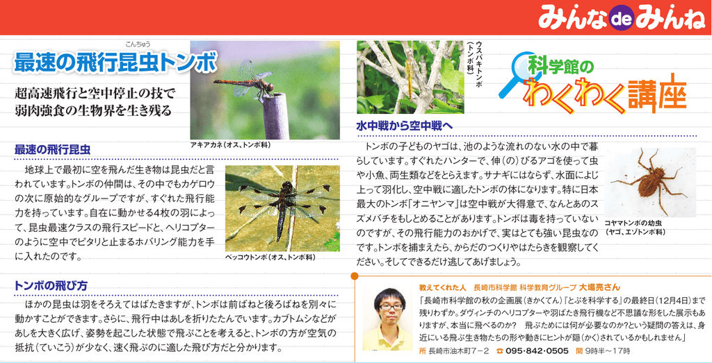 最速の飛行昆虫トンボ