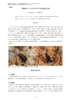 下関市のイソジョウカイモドキの生態と分布