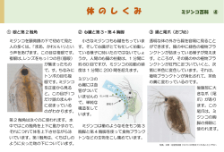 かわいい肛門