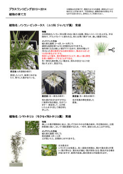 植物の育て方について 詳しくはこちら