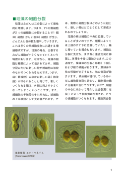 珪藻の細胞分裂