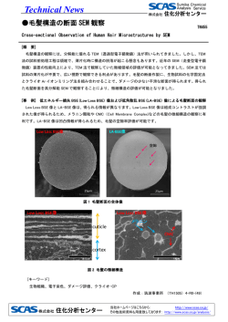 毛髪構造の断面SEM観察