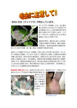 校内に毛虫（チャドクガ）が発生しています。