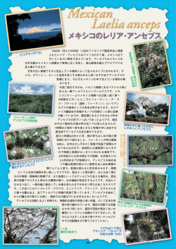 レリア アンセプス(メキシコ) Laelia_anceps へのリンク - Hi-HO