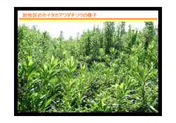 セイタカアワダチソウのえさとしての評価