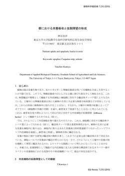 根における栄養吸収と拡散障壁の形成