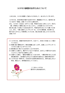 コスモス鉢苗のお手入れについて - NPO法人 渋谷さくら育樹の会