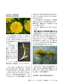 めざせタンポポの花
