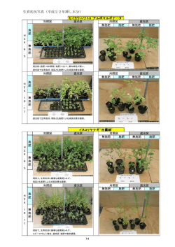 生育状況写真（平成22年挿し木分）