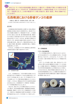 石西礁湖における移植サンゴの産卵