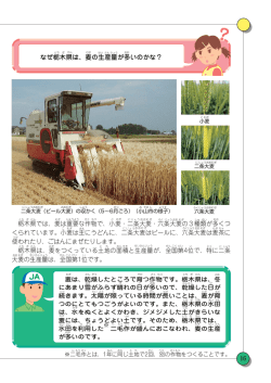 麦の作付け状況と生産量