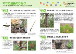 マツの成長のひみつ