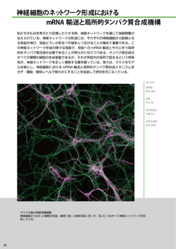 神経細胞のネットワーク形成における mRNA 輸送と局所的タンパク質