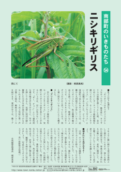 キリギリスはキリギリスだけじ