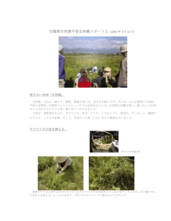 5月 大豆 インゲン サツマイモ 落花生の播種 または植え付け 定植