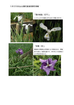 5 月 23 日北山公園花菖蒲苑開花情報 「雪の結晶（⑫下）」 「京舞（⑩）」