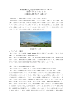 South African penguin 〜南アフリカのペンギン〜 （2007年8月20日〜8