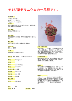 ﾍﾟﾗﾙｺﾞﾆｳﾑ(ｾﾞﾗﾆｳﾑ･ ｳﾞｧﾝｸｰﾊﾞｰｾﾝﾃﾆｱﾙ)