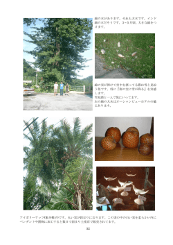 南太平洋の花園2
