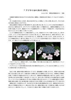 『アジサイは4弁か5弁か』（PDF:44.0KB）