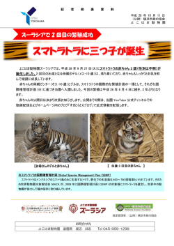横浜市立よこはま動物園でスマトラトラの三つ子の赤ちゃんが誕生