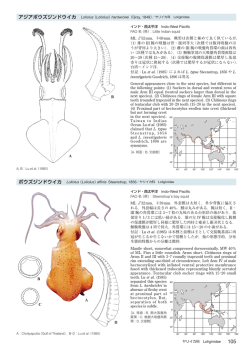 アジアボウズジンドウイカ Loliolus （Loliolus）hardwickei（Gray, 1849