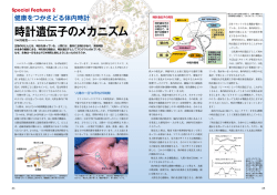 時計遺伝子のメカニズム