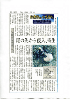 シロナマコガニ