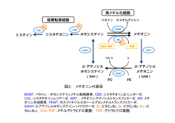 PE PC 硫黄転移経路 再メチル化経路 図2． メチオニン代謝系 タミンB12