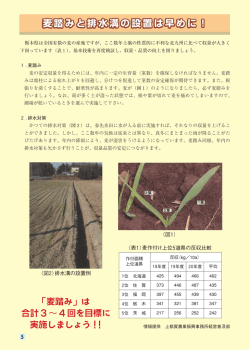 麦踏みと排水溝の設置は早めに！