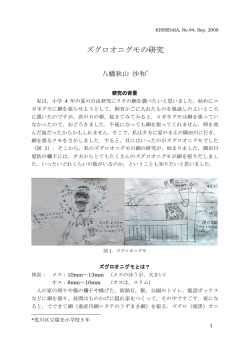 ズグロオニグモの研究
