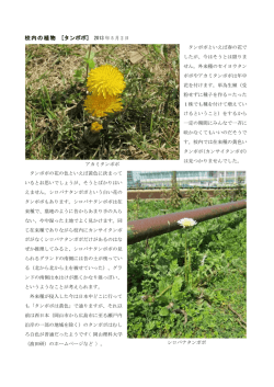 校内の植物 [タンポポ] 2013 年 5 月 2 日