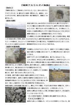 めでたいアカウミガメ物語