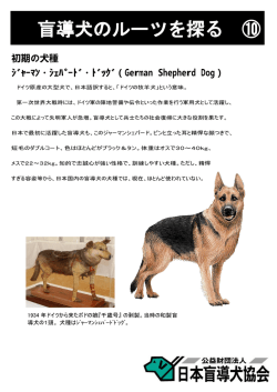 初期の犬種 ｼﾞｬｰﾏﾝ・ｼｪﾊﾟｰﾄﾞ・ﾄﾞｯｸﾞ（German Shepherd Dog）