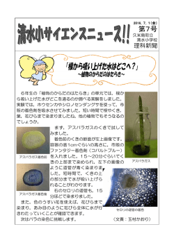 根から吸い上げた水はどこへ？