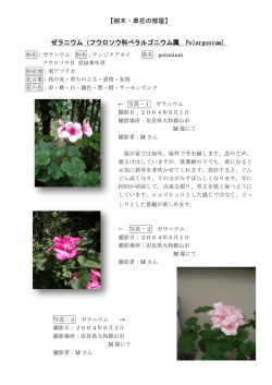 【樹木・草花の部屋】 ゼラニウム（フウロソウ科ぺラルゴニウム属