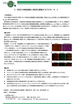特定の神経細胞小集団を標識するプロモータ