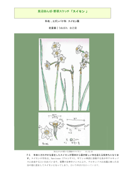 見沼田んぼ・野草スケッチ 「スイセン 」
