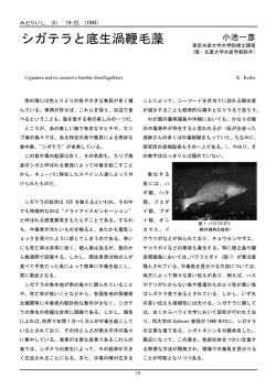 シガテラと底生渦鞭毛藻 - AMSL 阿嘉島臨海研究所