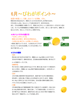 初夏の味覚として親しまれている果物、びわ。 おいしいびわの選び方 びわ