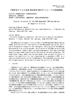 C 型肝炎ウイルス由来 RNA 依存 RNA ポリメレースの結晶構造