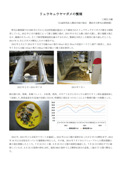 リュウキュウヤマガメの繁殖 - 公益財団法人 横浜市緑の協会
