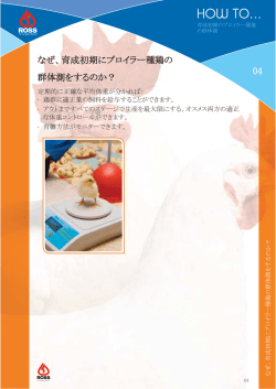 how to_04 育成初期のブロイラー種鶏の群体測