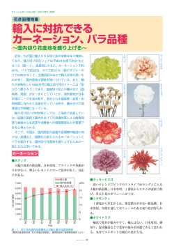 輸入に対抗できる カーネーション、バラ品種
