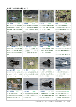 みさきでよく見られる鳥たち（1）
