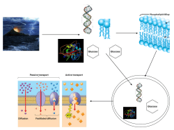 Nutrients Required for Life: Energy Source ATP