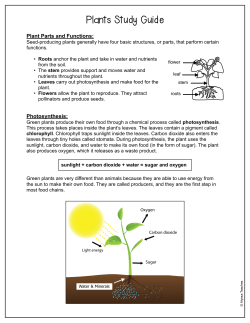 Plants Study Guide and Review WS