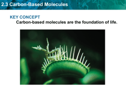 Phospholipid 2.3 Carbon
