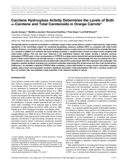 Carotene Hydroxylase Activity Determines the Levels of